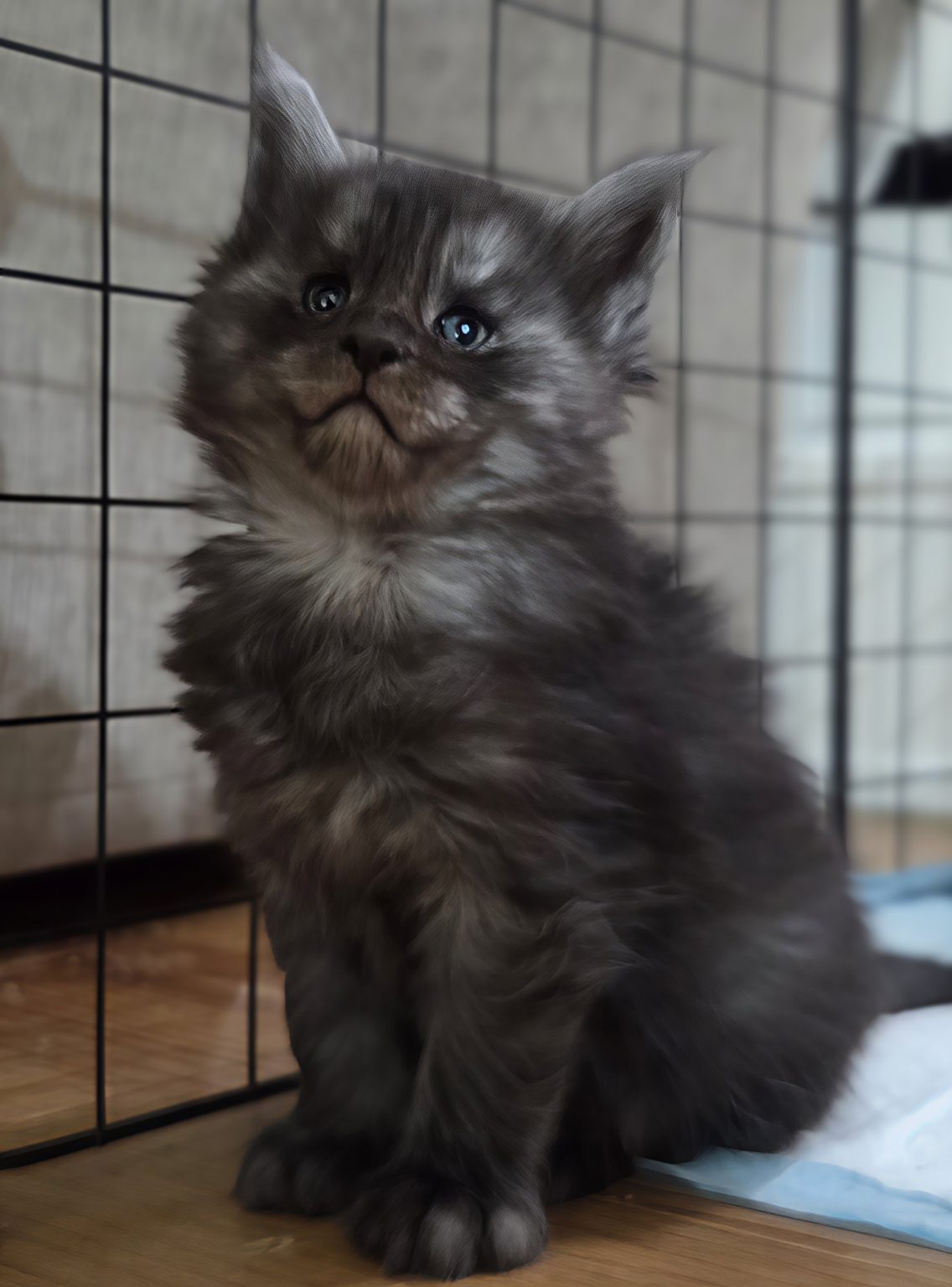 Chaton Maine Coons disponible à l’adoption