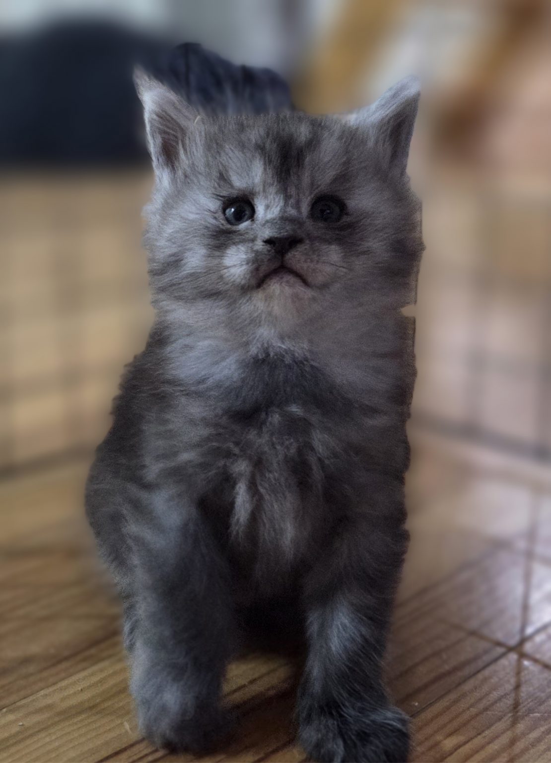 Maine Coons disponibles, chaton gris