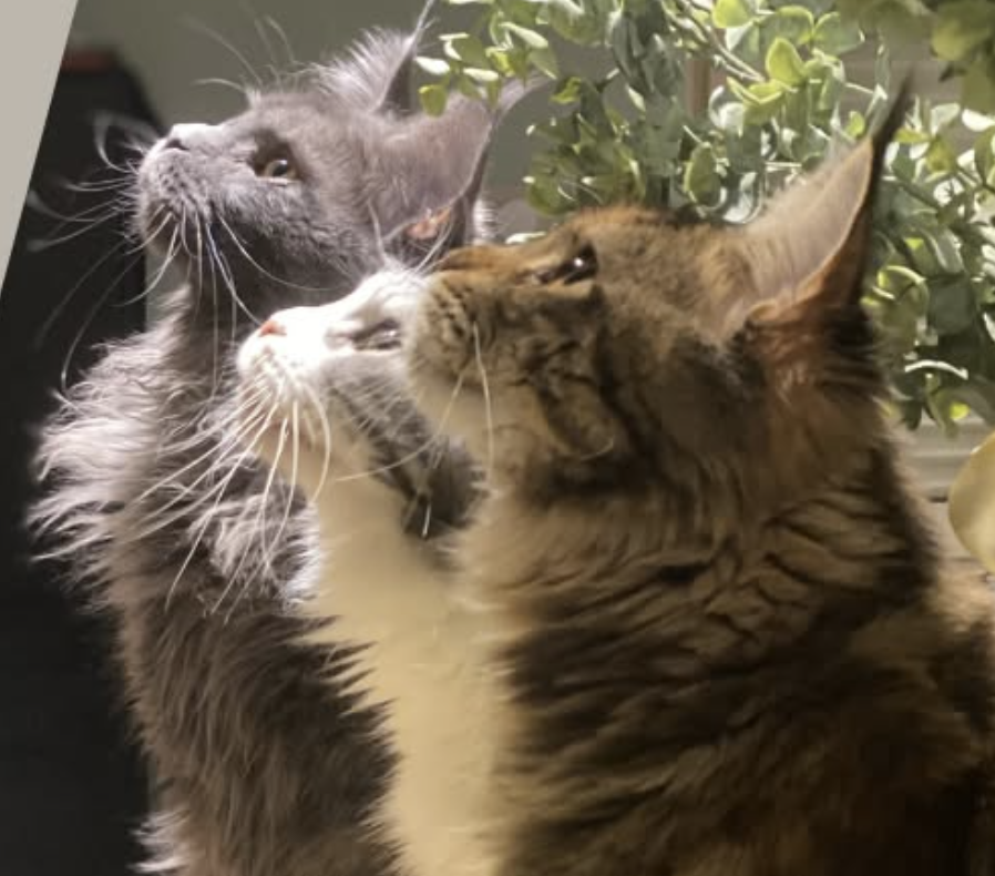Maine Coons adultes femelle de l’élevage