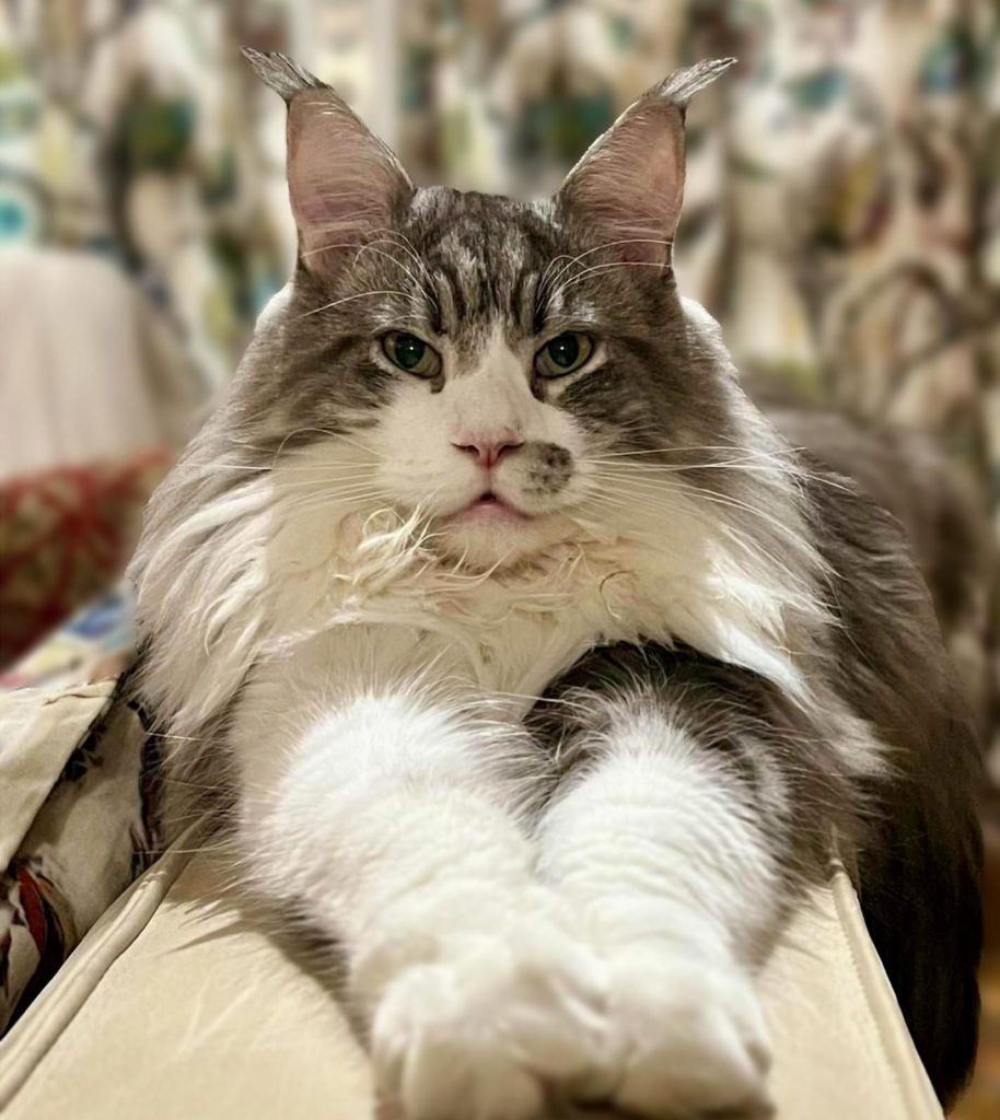 shere khan, maine coon né a notre élevage en dordogne