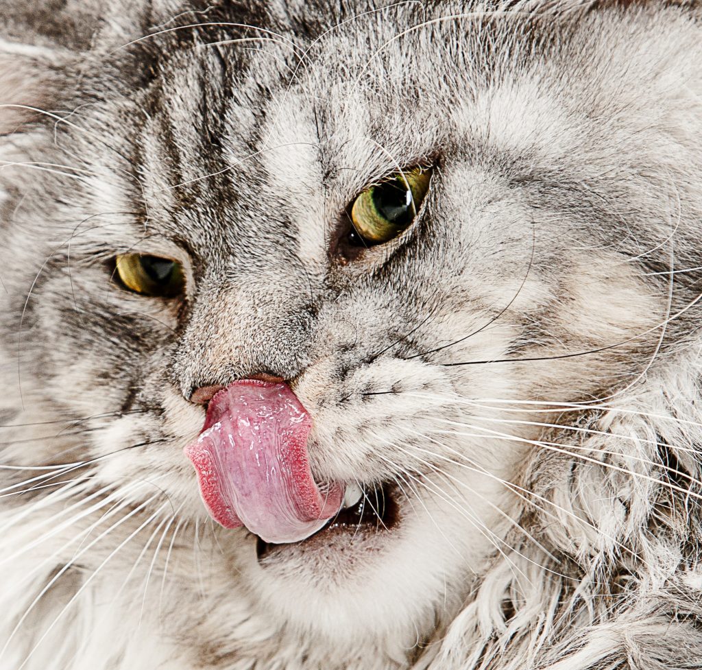 Maine Coon adulte brun et blanc