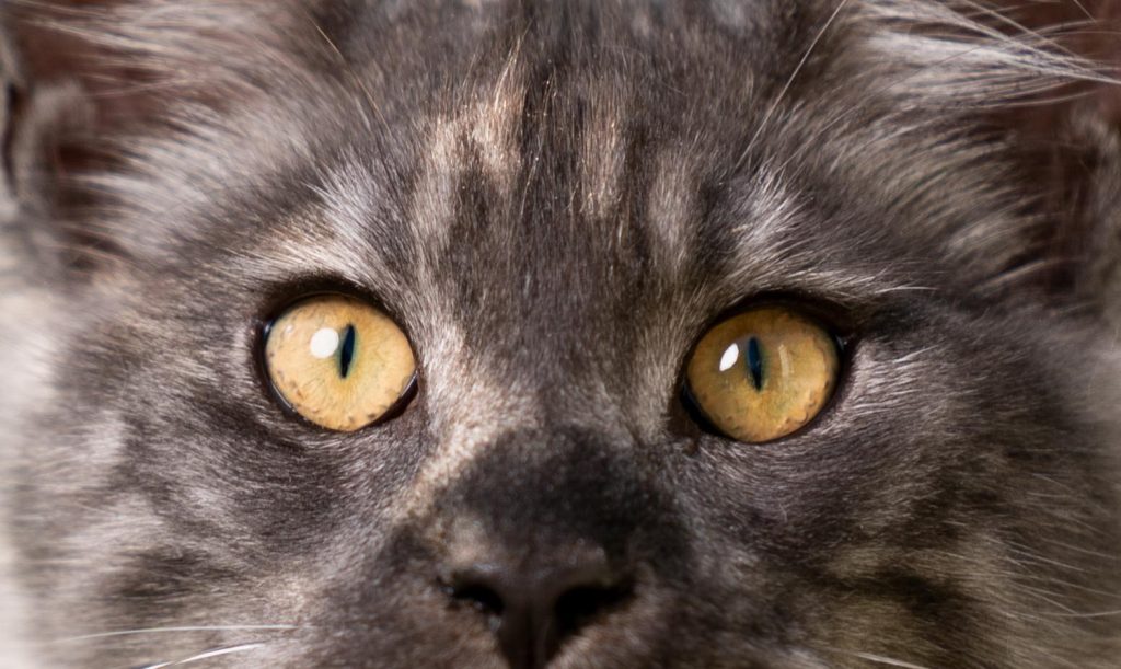 Chaton Maine Coon gris et blanc