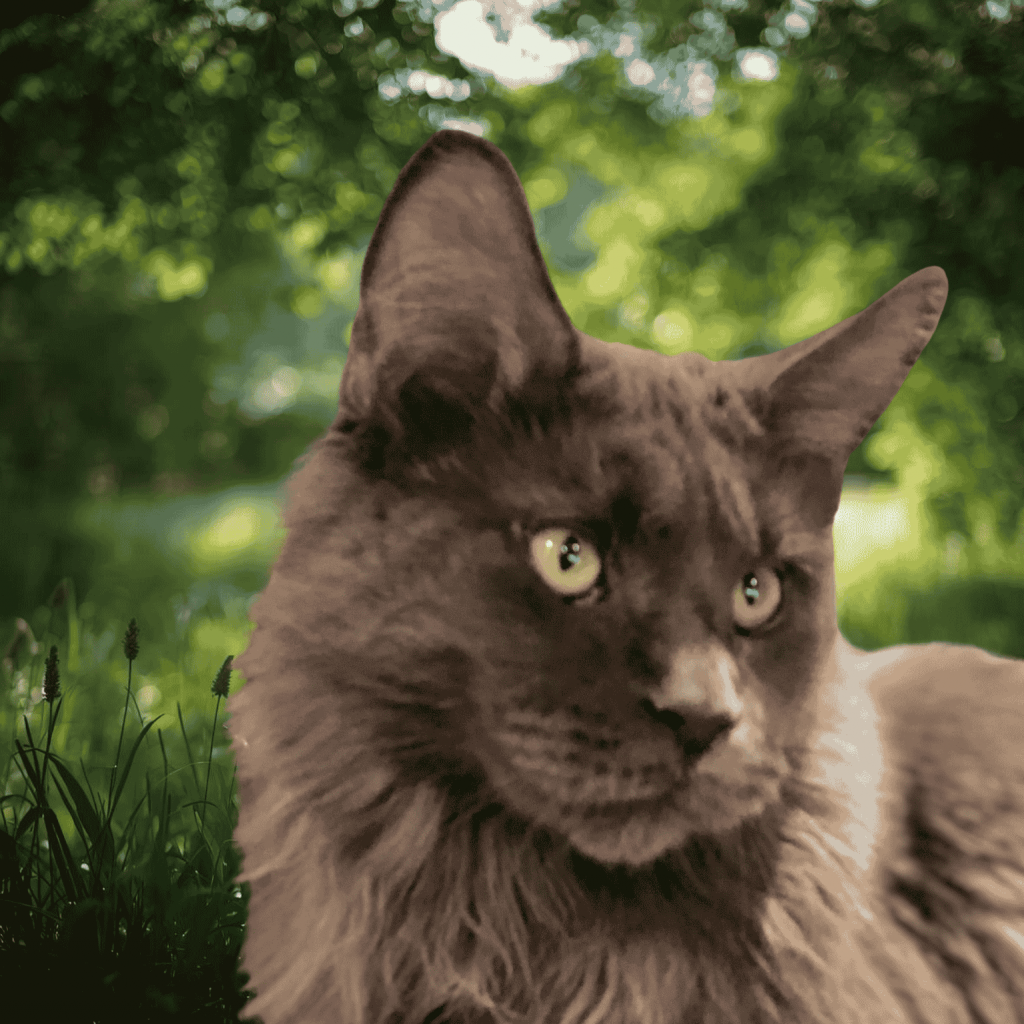 Maine Coons adultes femelle de l’élevage